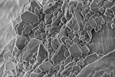 Nanočástice pyrithion zinku fixované na povrch bavlněného vlákna.