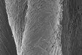 Snímek bavlněného vlákna po plazmovém nanesení oxidu měďnatého. Má antibakteriální vlastnosti.