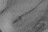 Detail jednoho pylového zrna s vlákennou strukturou na povrchu. Zvětšeno 9460krát.