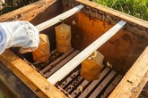 Beehive jsou světla s výrazným podílem práce včel. Start-up má nejen produkovat originální svítidla, ale chce také zvýšit počty včel. Foto: Eduard Seibert