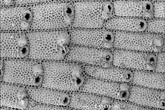 Ukázky mechovek, které byly součástí výzkumu, nasnímaných elektronovým rastrovacím mikroskopem_Calpens18a.