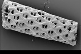 Ukázky mechovek, které byly součástí výzkumu, nasnímaných elektronovým rastrovacím mikroskopem_CELLARIA