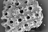 Ukázky mechovek, které byly součástí výzkumu, nasnímaných elektronovým rastrovacím mikroskopem_H SANDWICKI02