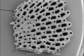 Ukázky mechovek, které byly součástí výzkumu, nasnímaných elektronovým rastrovacím mikroskopem_Reussia02