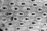 Ukázky mechovek, které byly součástí výzkumu, nasnímaných elektronovým rastrovacím mikroskopem_SMITTINA01-7