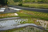 Tady už to pěkně čistí a roste. Wetland+ v Hájku na Karlovarsku. Zdroj: LIFEPOPWAT/TUL