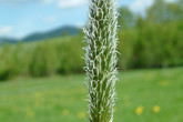 Psárka luční (Alopecurus pratensis). Foto: archiv Viléma Pavlů