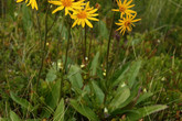 Arnika horská (Arnica montana). Foto: archiv Viléma Pavlů