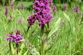 Prstnatec májový (Dactylorhiza majalis). Foto: archiv Viléma Pavlů