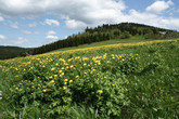Upolín nejvyšší (Trollius altissimus). Foto: archiv Viléma Pavlů