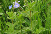 Rozrazil rezekvítek (Veronica chamaedrys). Foto: archiv Viléma Pavlů