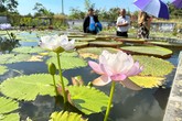 Z návštěvy International Waterlily & Water Gardening Society, největšího šlechtitelského centra a genofondu leknínů a lotosů na světě. Foto: archiv EF TUL