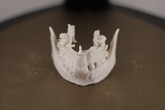 Díky 3D tisku anatomických nebo také preoperativních modelů si lékaři dokáží lépe vizualizovat část těla, kterou budou operovat. Foto: Adam Pluhař