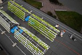 Salát na (univerzitní) střeše ukazuje cestu firmám i developerům, jak využít střechy hal nebo supermarketů. Foto: Jaroslav Tomášek