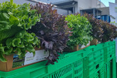 FreshRoof na střeše libereckého Schenkeru pěstuje bez zeminy, jen v živném roztoku, pět druhů salátů. Foto: Roman Valeš