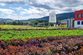 Hydroponická farma na střeše logistické a dopravní firmy Schenker má rozlohu 100 metrů čtverečních. Foto: Roman Valeš