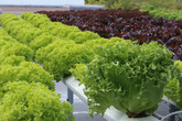FreshRoof každý týden sklízí ze střechy libereckého Schenkeru 650 salátů. Foto: Adam Pluhař