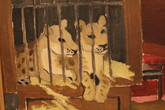 Obraz Mladí lvi  (detail) od Rudolfa Aloise Watznauera dal výstavě název